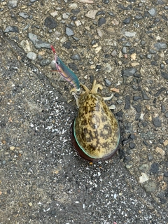コウイカの釣果
