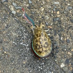 コウイカ