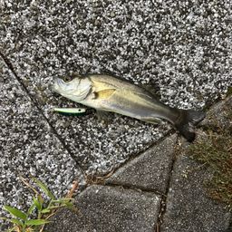 セイゴ（マルスズキ）