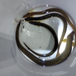 ニホンウナギ