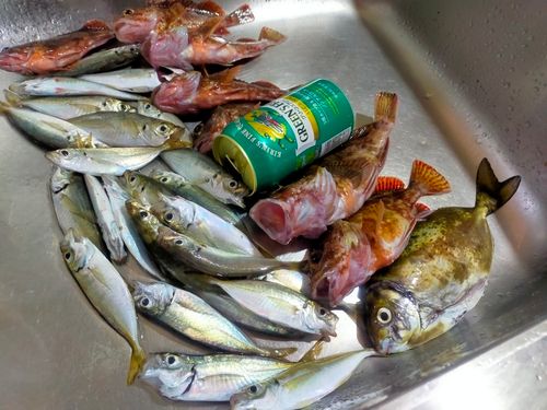 アジの釣果