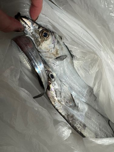 タチウオの釣果