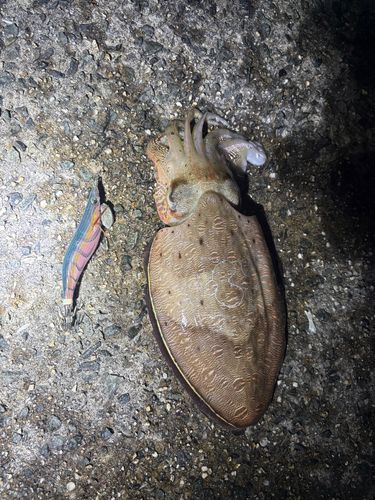コウイカの釣果
