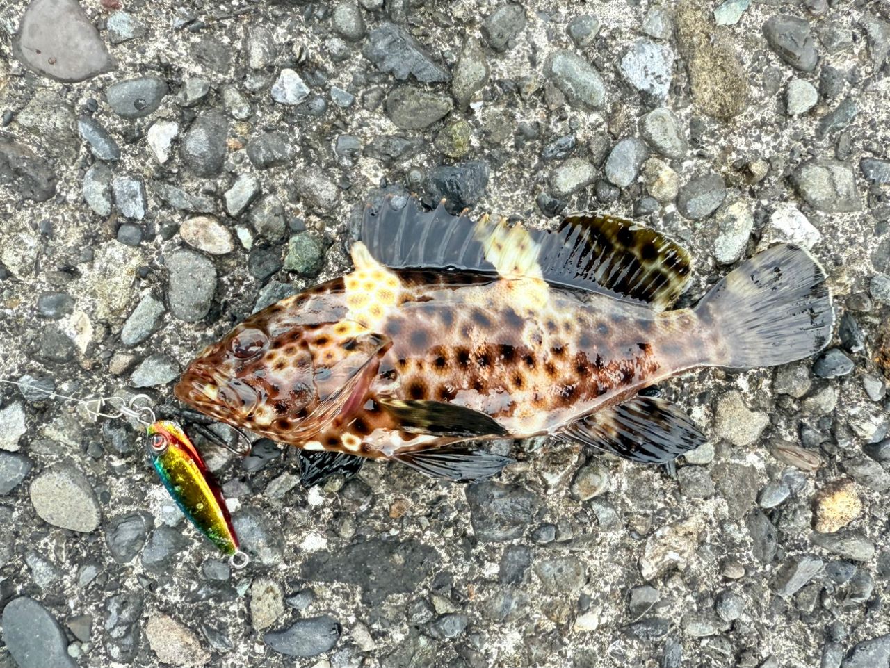 アオハタ
