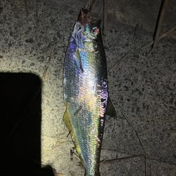 ヒラ
