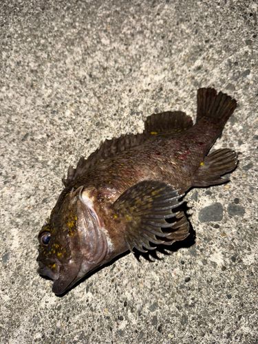 ムラソイの釣果