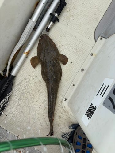 マゴチの釣果