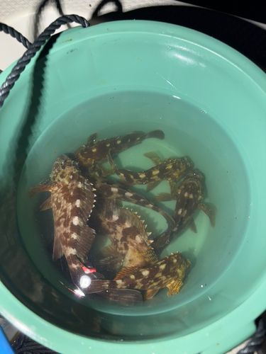 カサゴの釣果