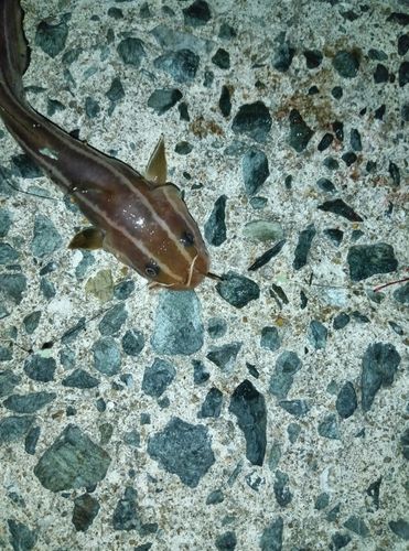 ゴンズイの釣果