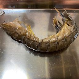 シャコ