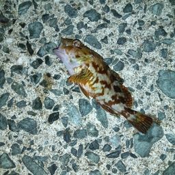 カサゴ