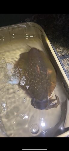 イカの釣果