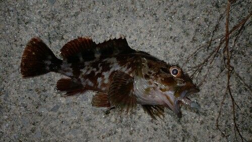 カサゴの釣果