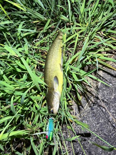 マナマズの釣果
