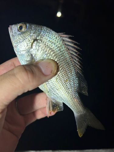 キビレの釣果