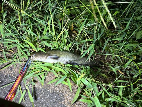マナマズの釣果