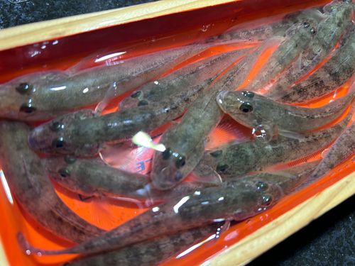 ハゼの釣果