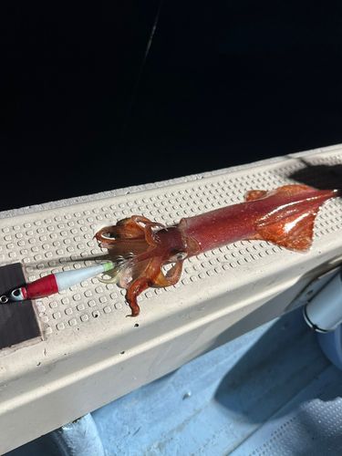 ケンサキイカの釣果