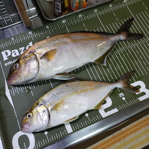 ショゴの釣果