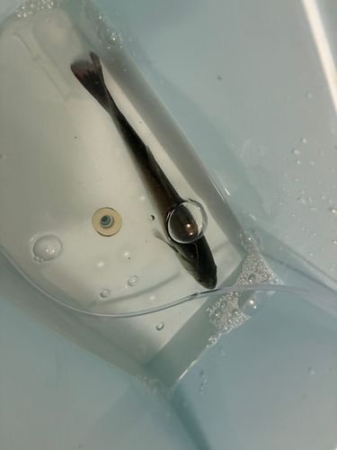 セイゴ（ヒラスズキ）の釣果