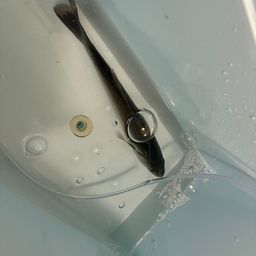 セイゴ（ヒラスズキ）