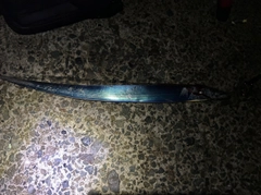 タチウオの釣果