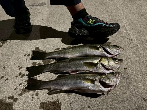 シーバスの釣果