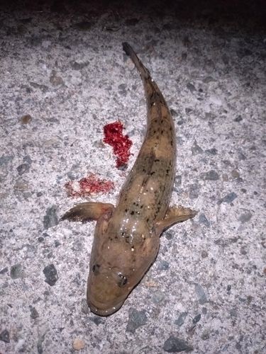 マハゼの釣果