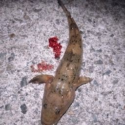 マハゼ