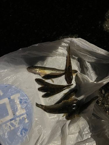 ハゼの釣果