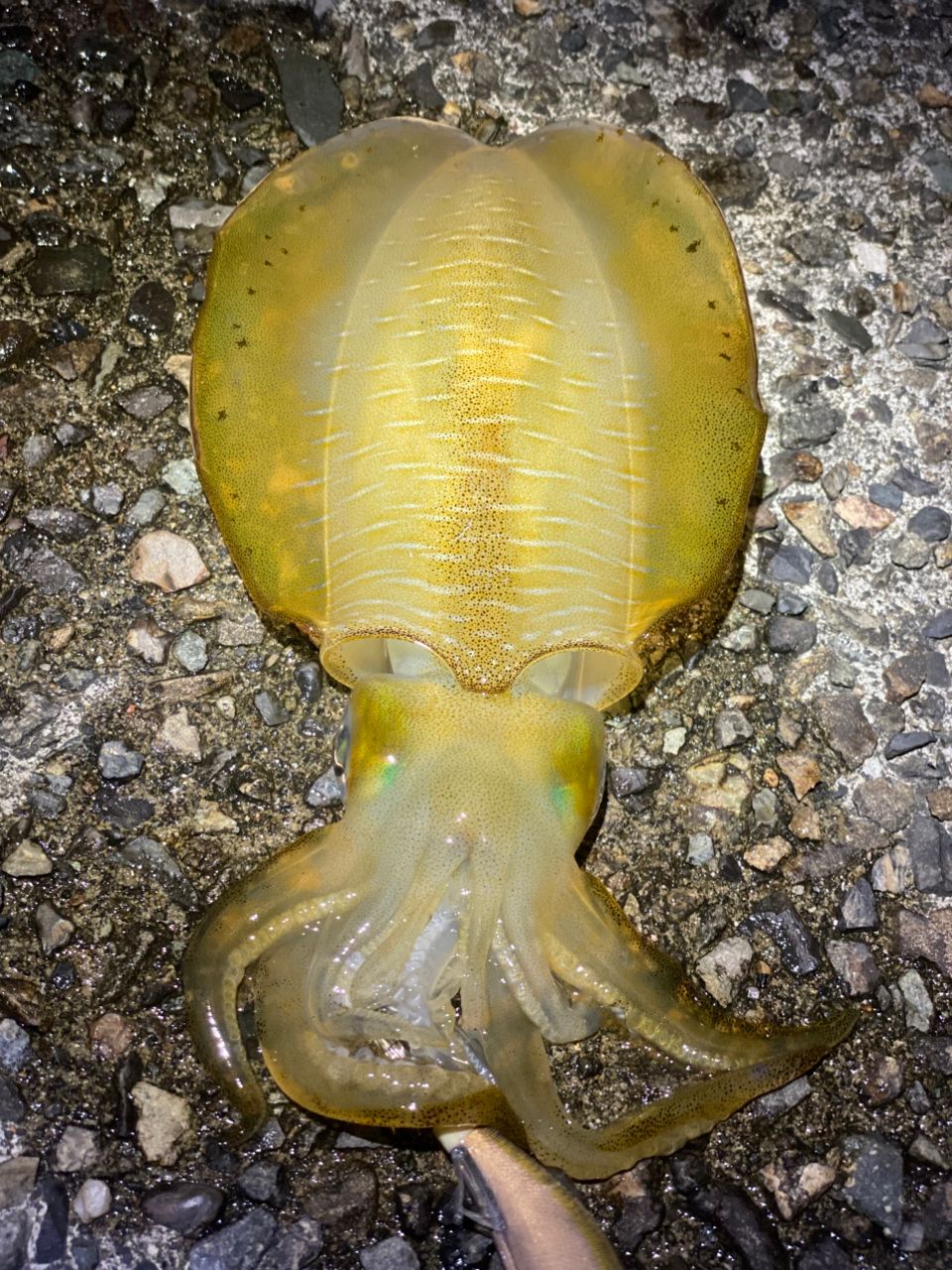 アオリイカ