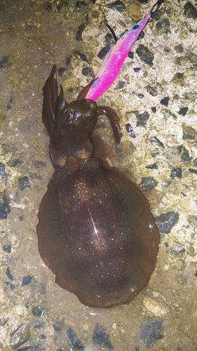 アオリイカの釣果