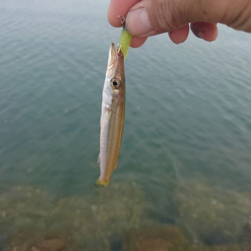 カマスの釣果