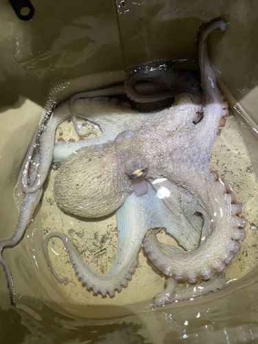 マダコの釣果