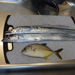 タチウオの釣果