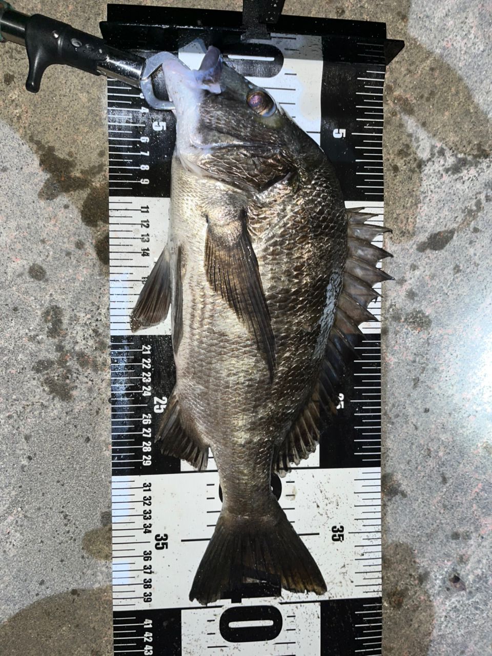 ダイワシルバーウルフリール、ロッドセット シルバーウルフは