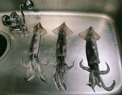 スルメイカの釣果