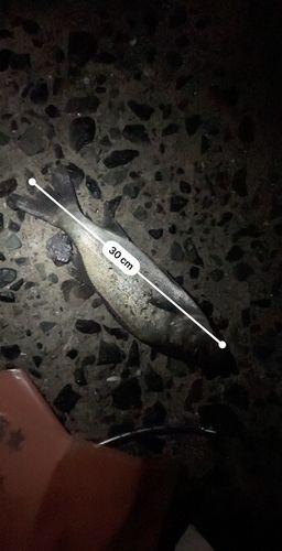 志賀島赤灯台東波止