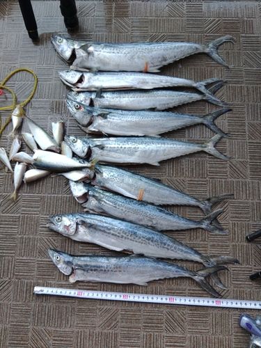 サゴシの釣果