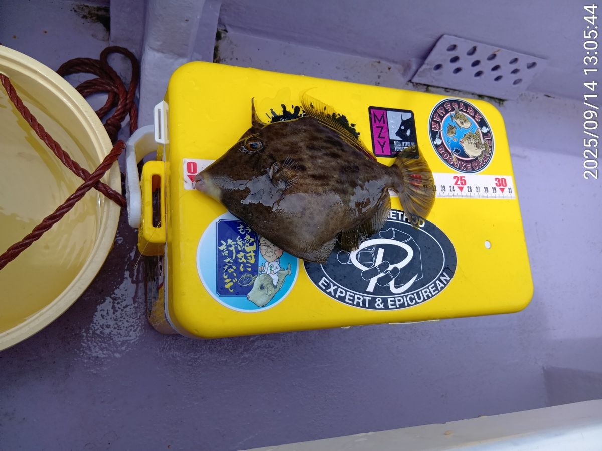 にゃんすけさんの釣果 2枚目の画像