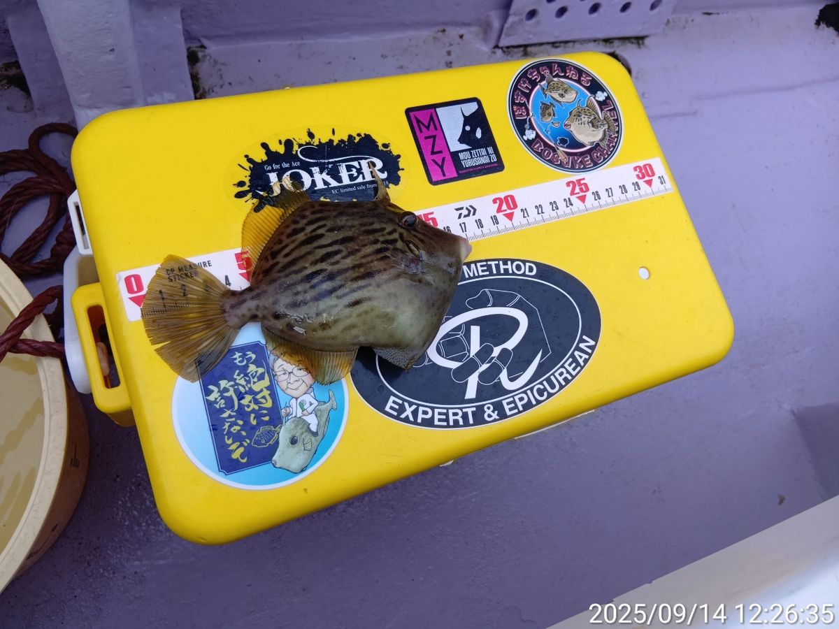 にゃんすけさんの釣果 3枚目の画像