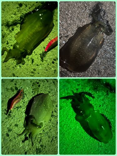 アオリイカの釣果