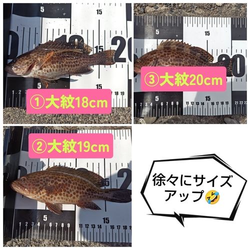 オオモンハタの釣果