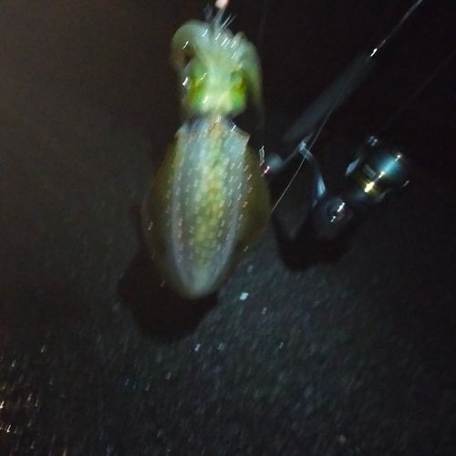 舞鶴湾