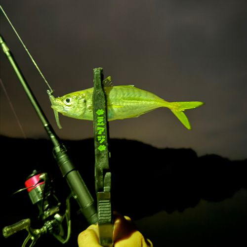 マアジの釣果