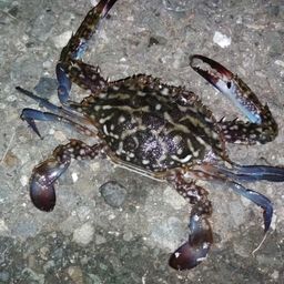 タイワンガザミ