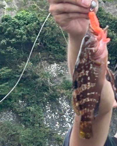 キジハタの釣果