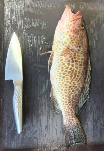 鹿児島湾北部