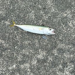 サバ
