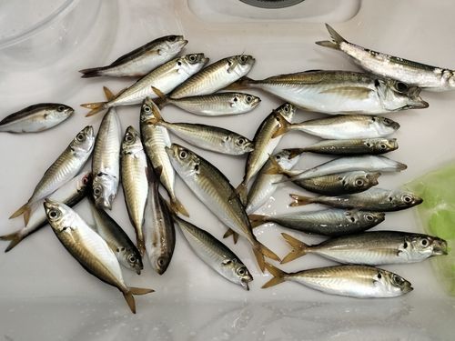 磯子海づり施設